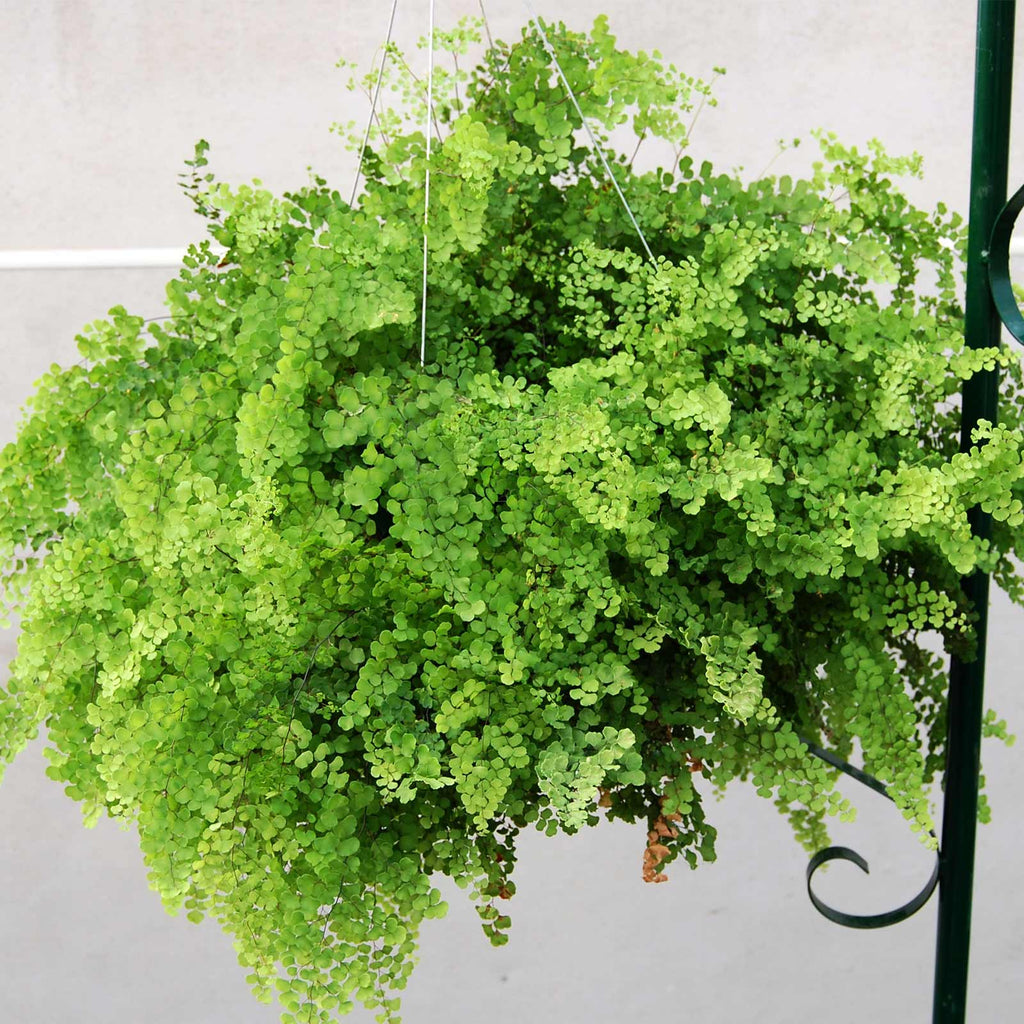 Bloom Master Hanging Baskets