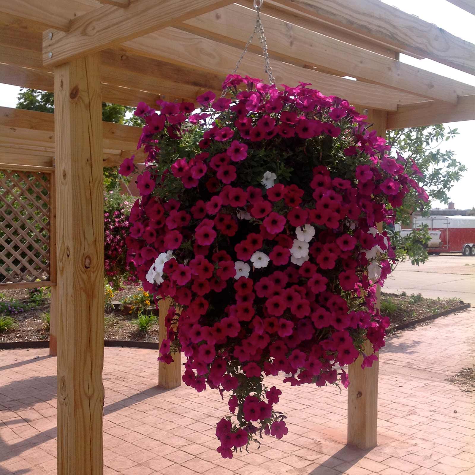 Bloom Master Hanging Baskets