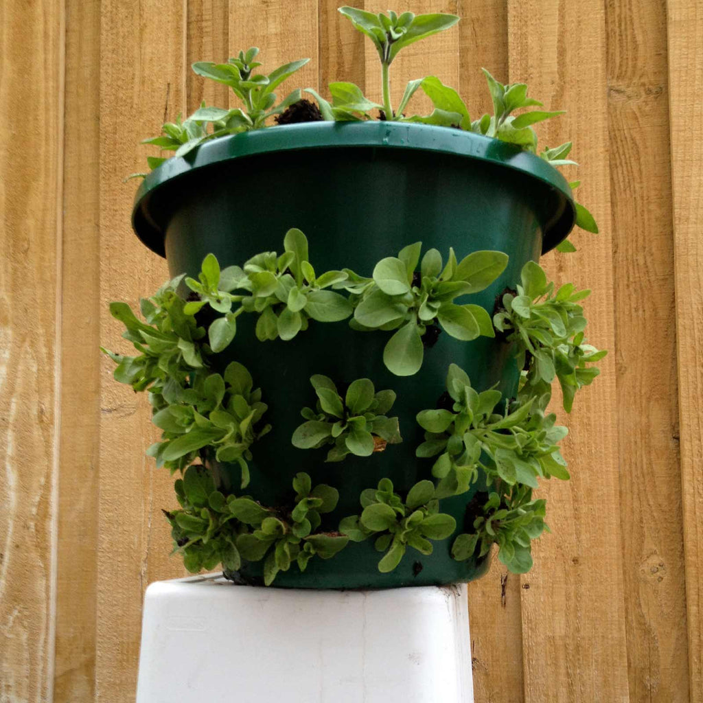 Bloom Master Hanging Baskets