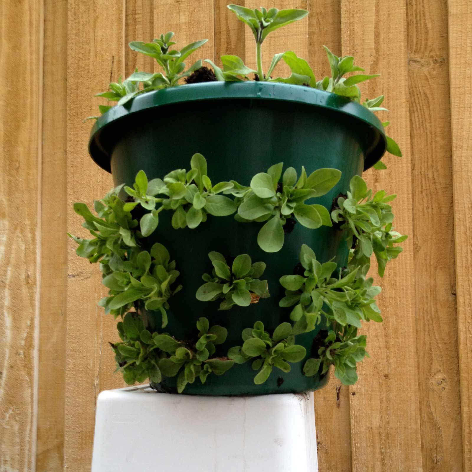 Bloom Master Hanging Baskets