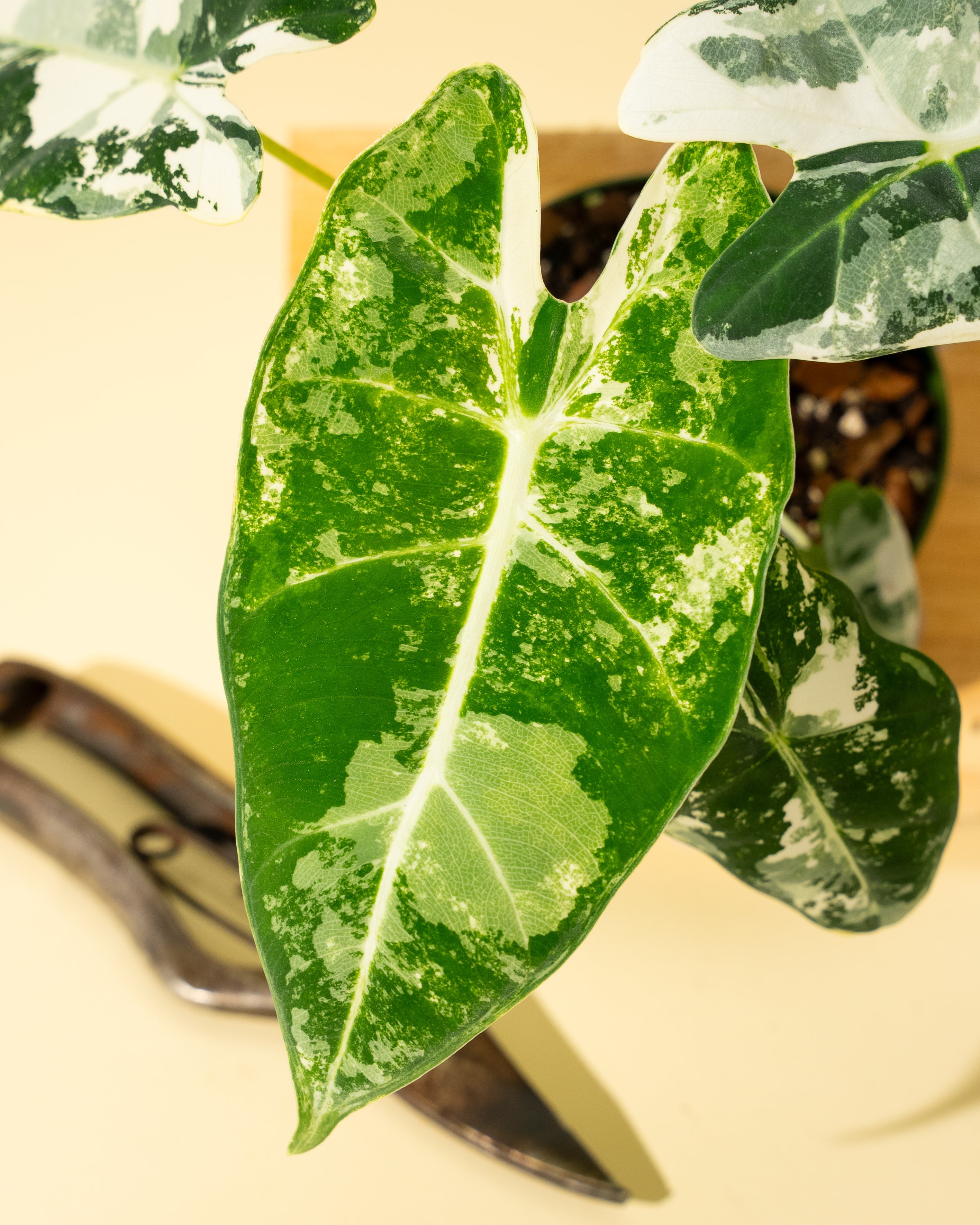 4" Variegated Alocasia 'Frydek'