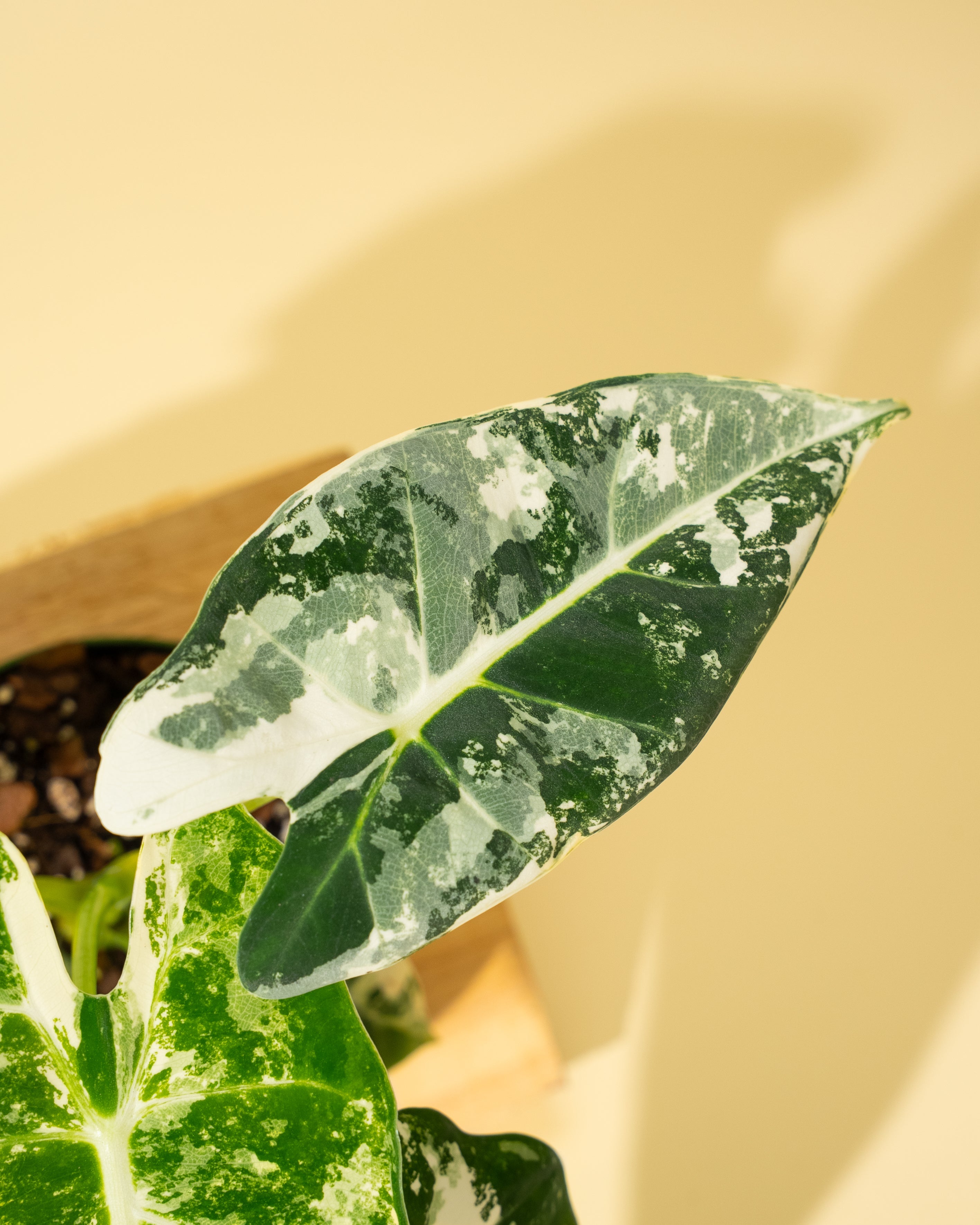 4" Variegated Alocasia 'Frydek'