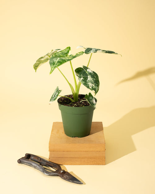 4" Variegated Alocasia 'Frydek'