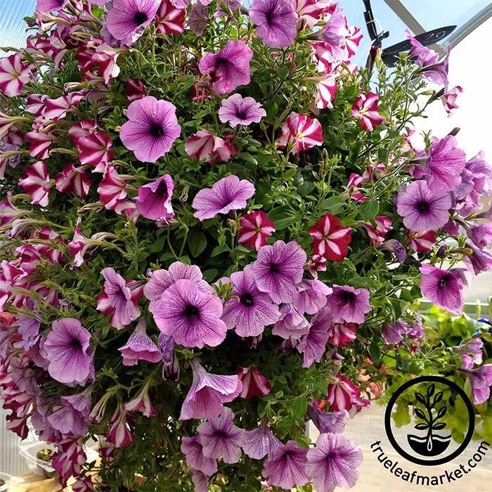 Bloom Master Hanging Baskets