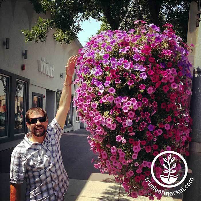 Bloom Master Hanging Baskets