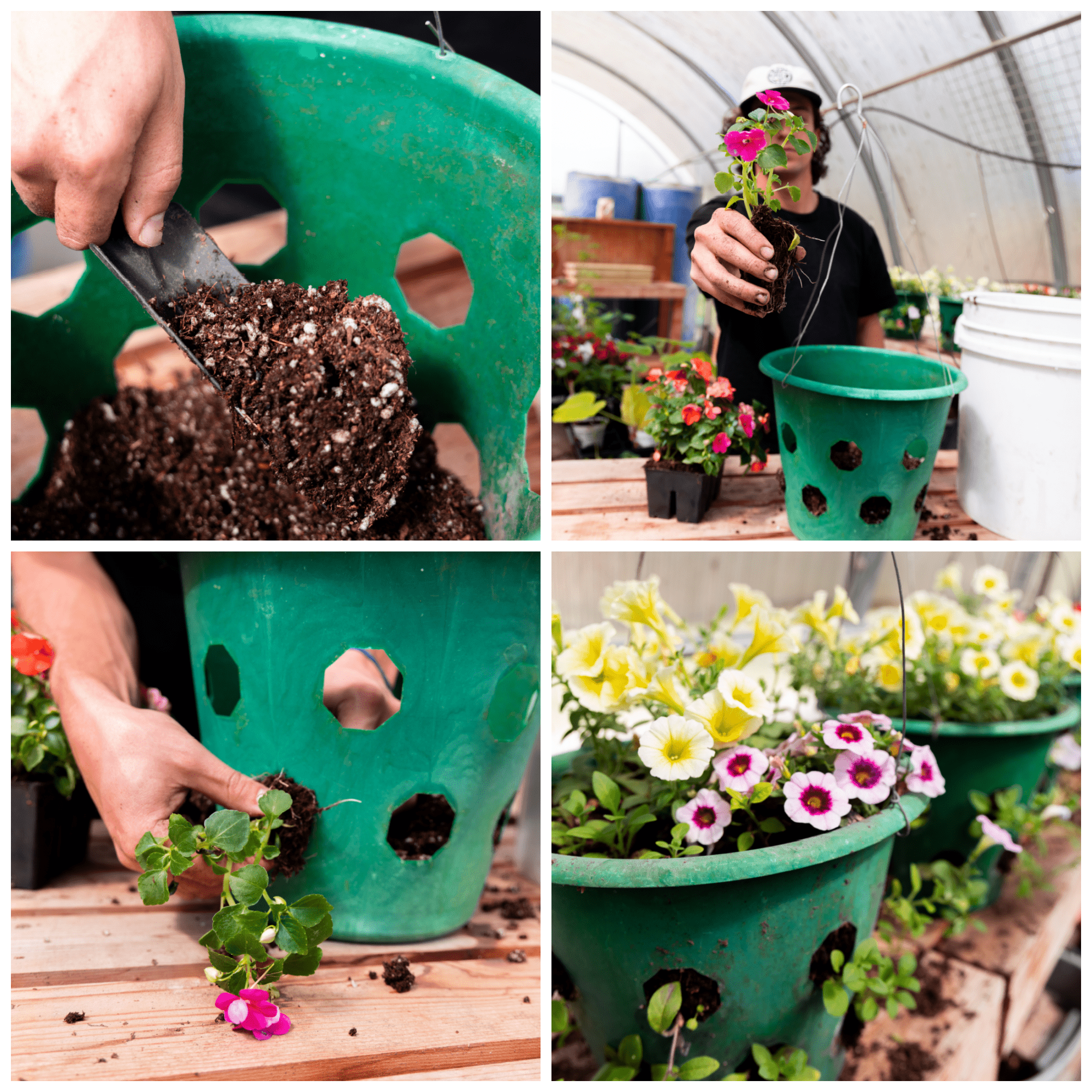 Bloom Master Hanging Baskets