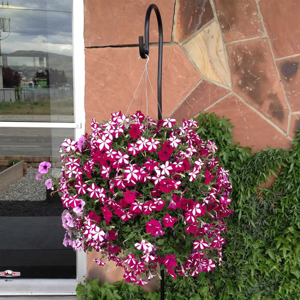 Bloom Master Hanging Baskets